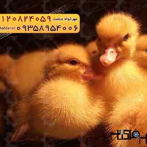 جوجه اُردک گوشتی