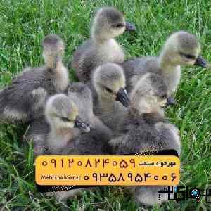 ??? *جوجه غاز گوشتی*???