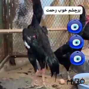 لاری هندی نوک طوطی واوشامو هفت دنگ 